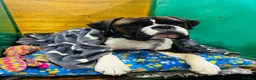 Boxer dogs for sale: Beautiful pedigree male Boxer - Advert 3