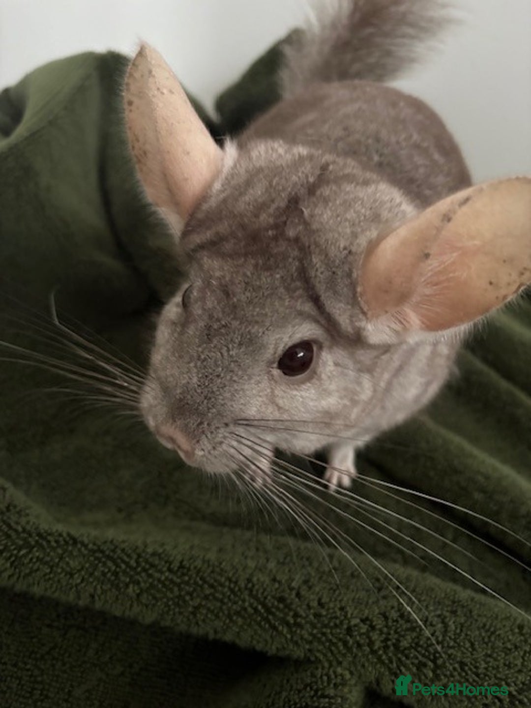 Chinchilla rodents for sale: 2 bonded male chinchillas - Image 7