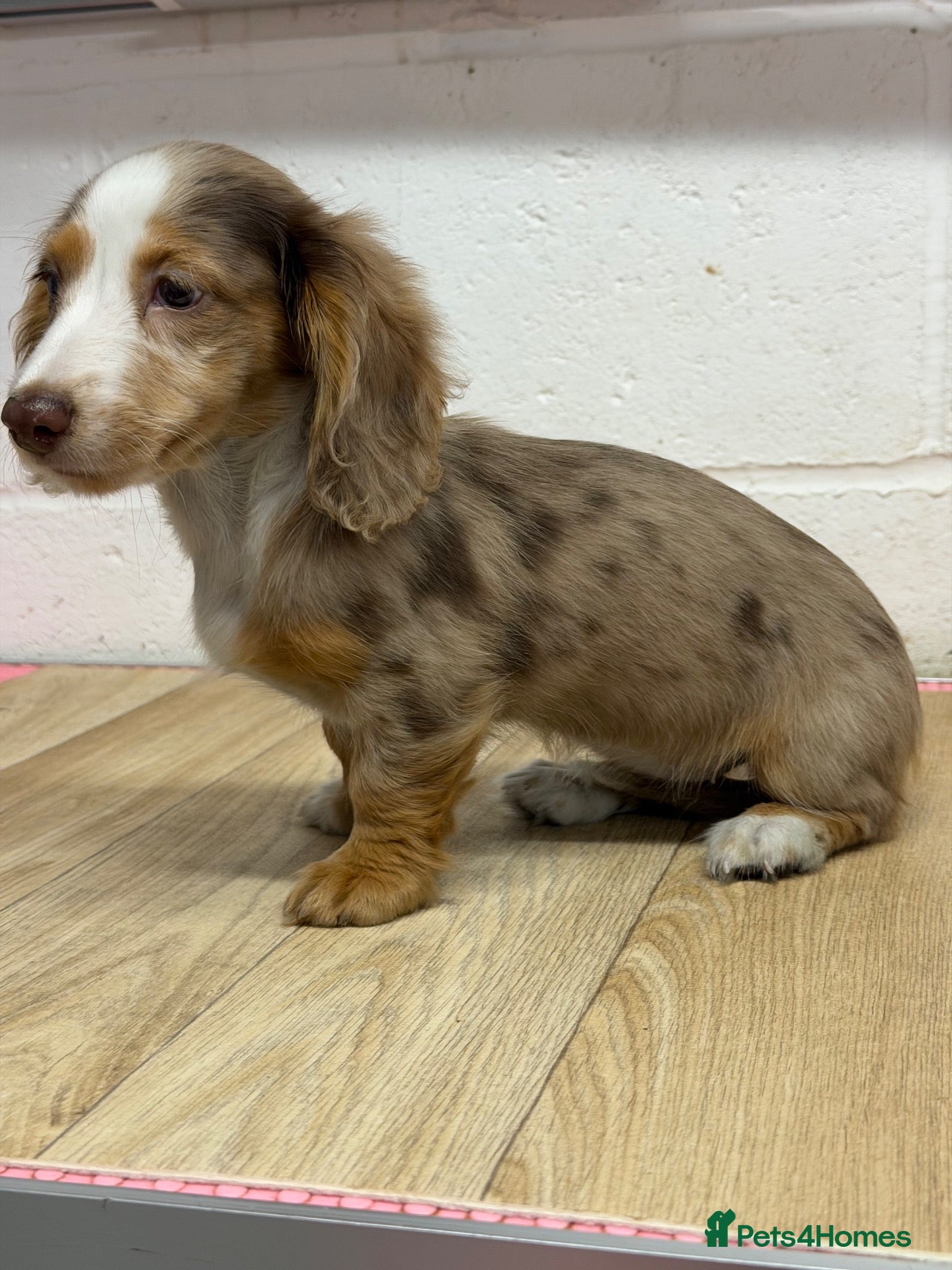 Miniature Dachshund dogs for sale: 1. beautiful dapple girl left  - Advert 19