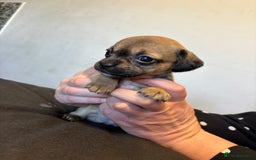Mixed Breed dogs for sale: Dachshund cross Frenchbull dog (frenchbullwiner)p - Image 16