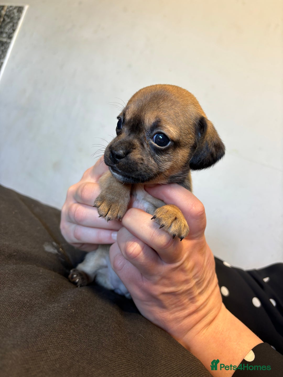 Mixed Breed dogs for sale: Dachshund cross Frenchbull dog (frenchbullwiner)p - Image 16