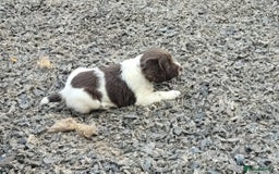 English Springer Spaniel dogs for sale: KC Working English Springer Spaniel puppies  - Image 11