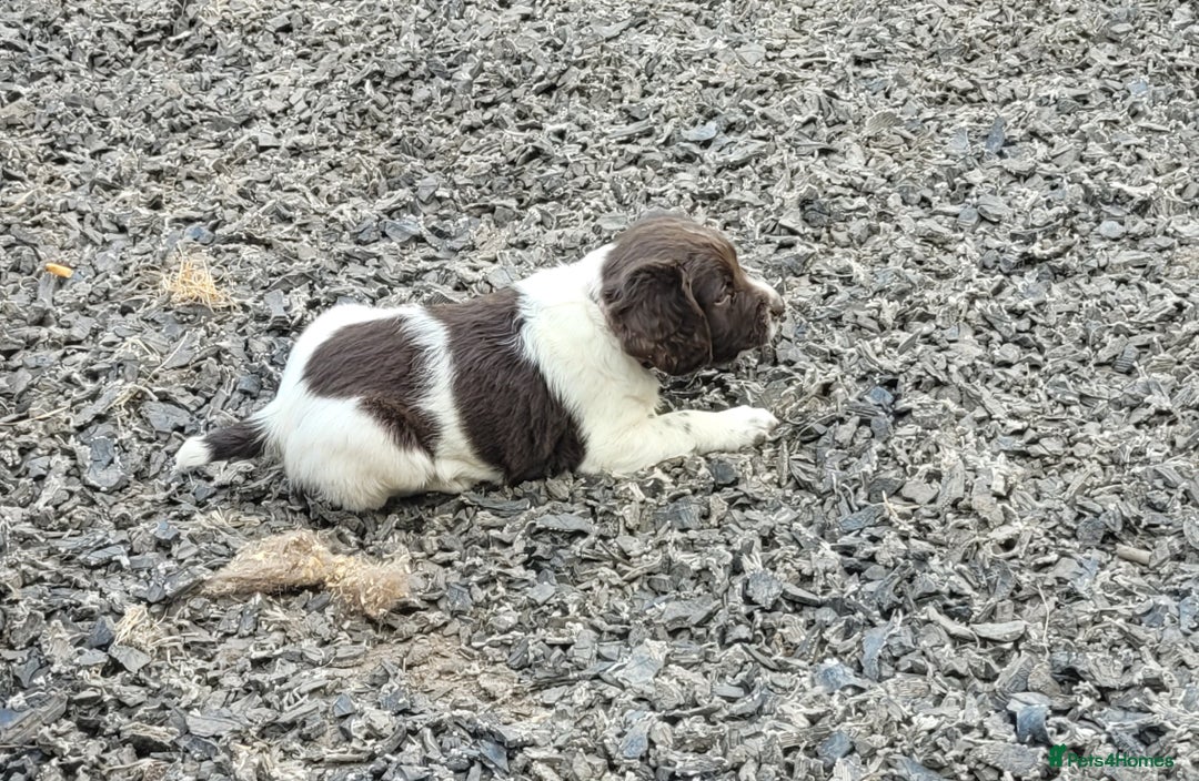 English Springer Spaniel dogs for sale: KC Working English Springer Spaniel puppies  - Image 11