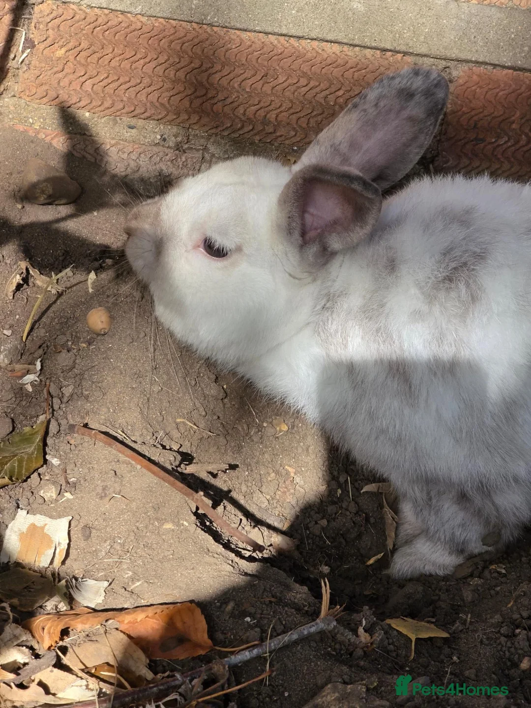 Mixed Breed rabbits for sale: Archer  - Advert 3