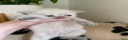 Scottish Fold cats for sale: Beautiful litter - Advert 9