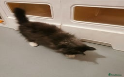 Ragdoll cats for sale: Very fluffy Ragdoll x  - Image 8