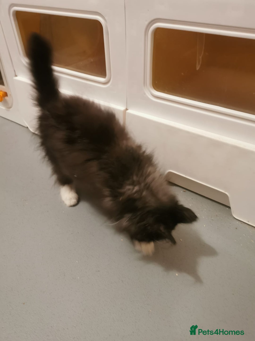 Ragdoll cats for sale: Very fluffy Ragdoll x  - Image 8