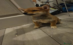 Japanese Shiba Inu dogs for sale: Japanese shiba inu - Image 1
