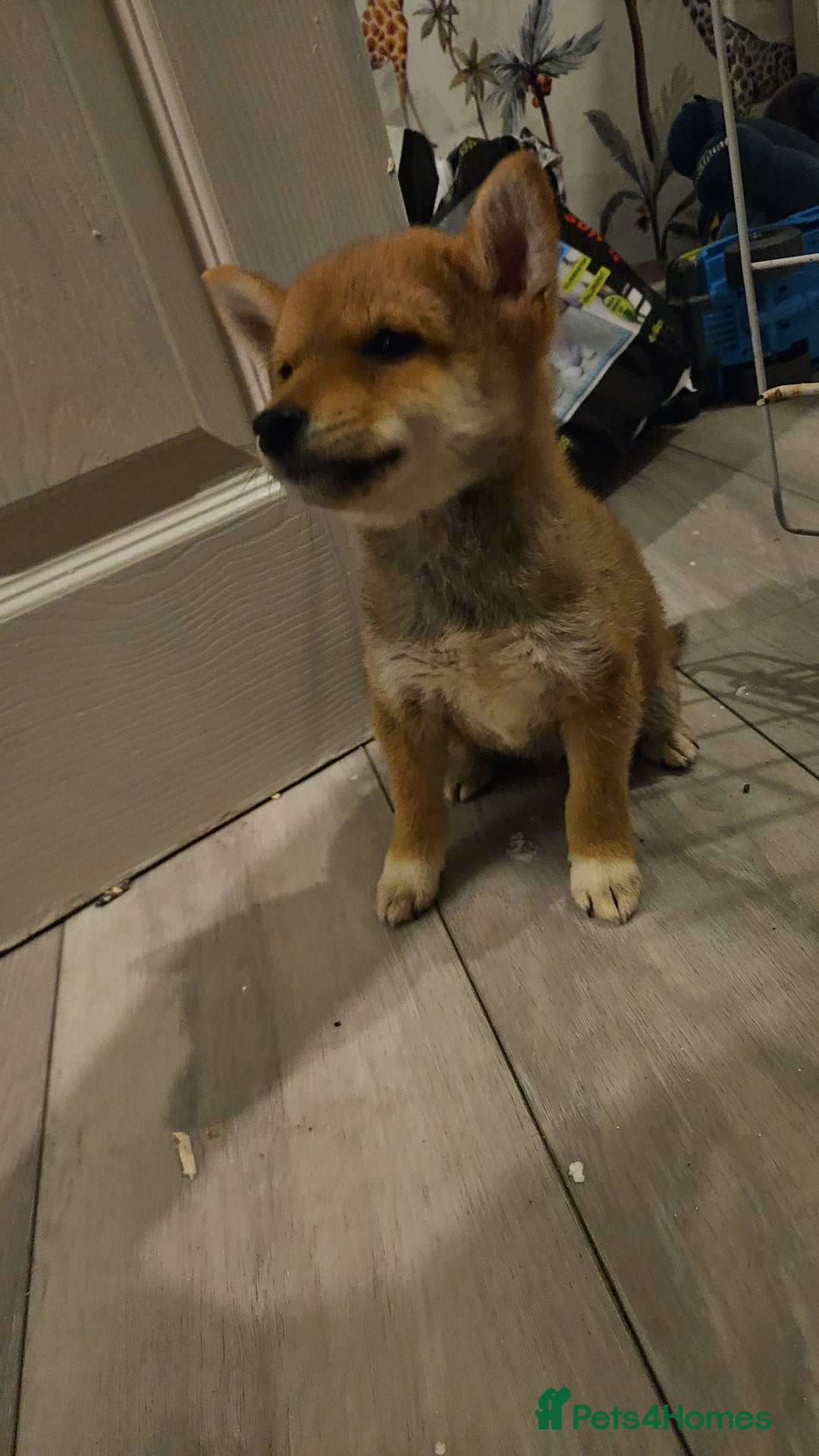 Japanese Shiba Inu dogs for sale: Japanese shiba inu - Image 1