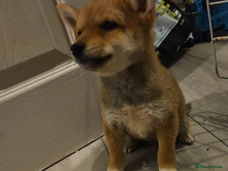Japanese Shiba Inu dogs - Advert 31