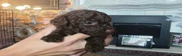 Jackapoo dogs for sale: F1b jackpoos  - Advert 3