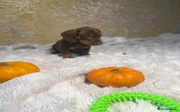 Dachshund dogs for sale: Dachshund Miniature  - Image 14