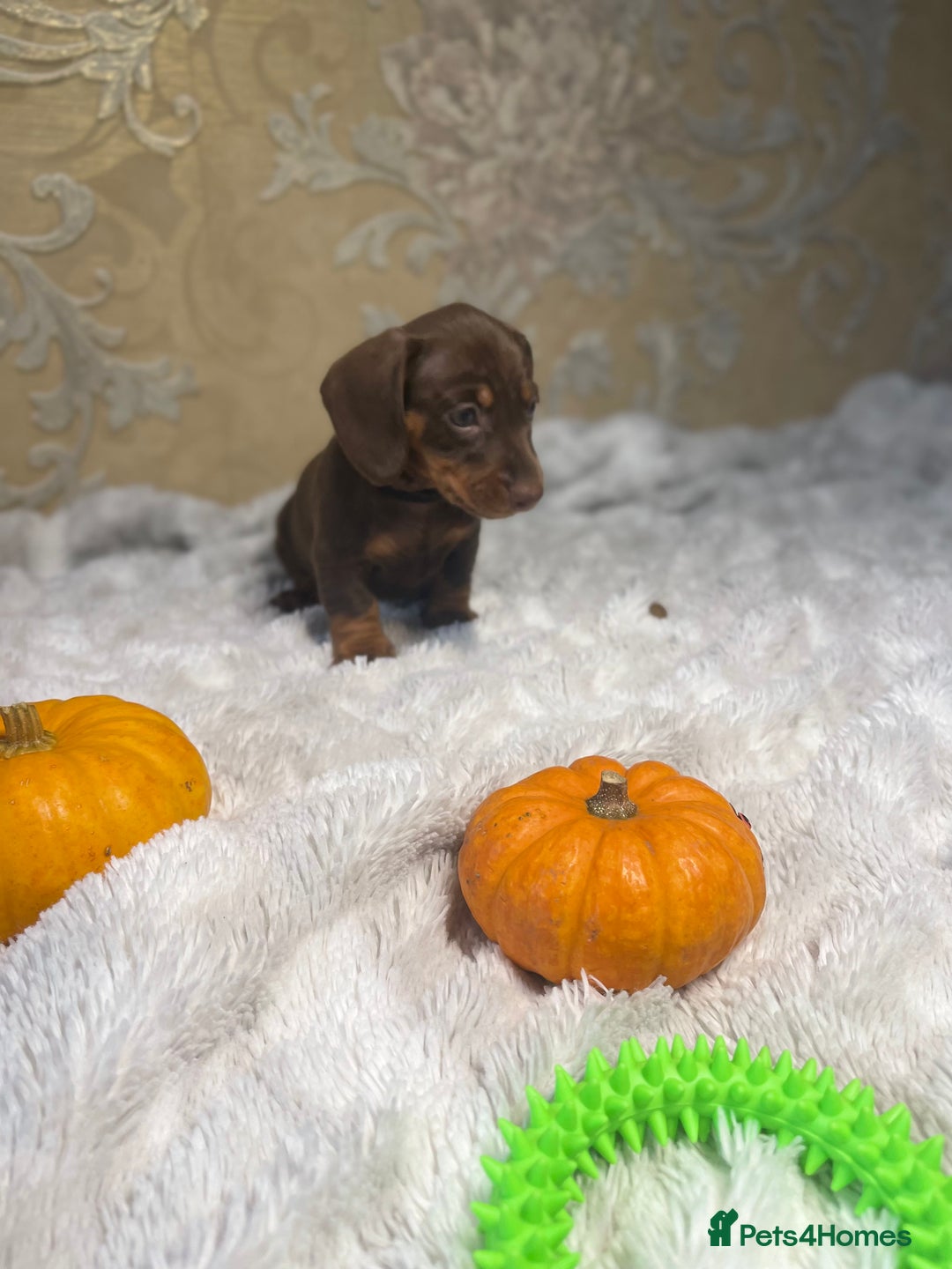 Dachshund dogs for sale: Dachshund Miniature  - Image 14