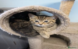 Mixed Breed cats for sale: Two gorgeous boys left - Image 2