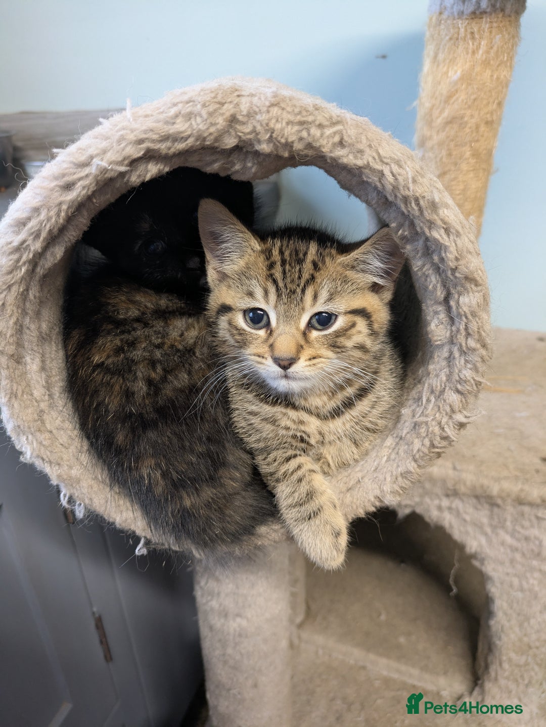 Mixed Breed cats for sale: Two gorgeous boys left - Image 2