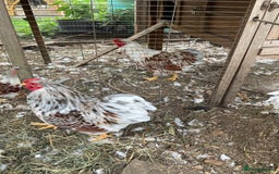Chickens poultry for sale: Buff laced wyandotte cockerels - choice of 5 - Image 2