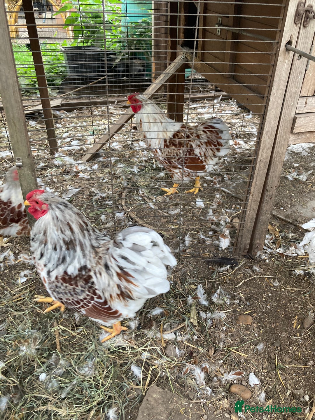 Chickens poultry for sale: Buff laced wyandotte cockerels - choice of 5 - Image 2