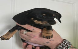 Mixed Breed dogs for sale: 5 beautiful Chiweenie puppies for Sale  - Image 21