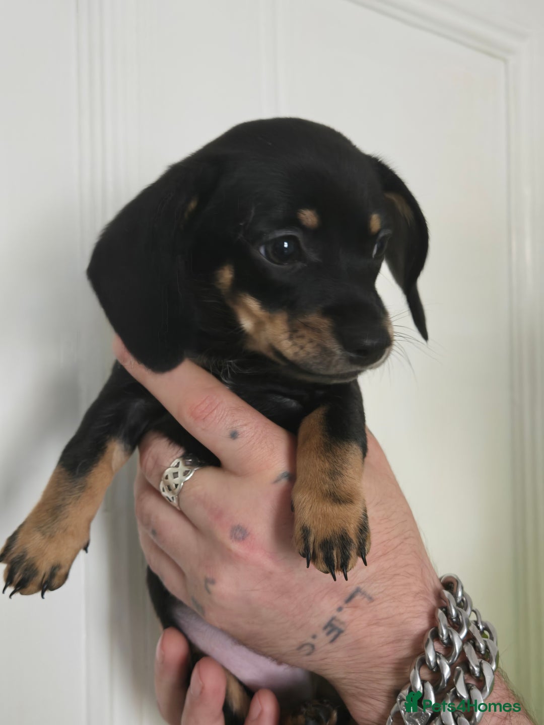 Mixed Breed dogs for sale: 5 beautiful Chiweenie puppies for Sale  - Image 21