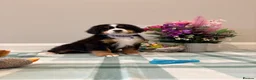 Bernese Mountain Dog dogs for sale: KC Registered Bernese mountain pups  - Advert 10