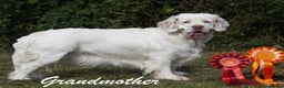 Clumber Spaniel dogs for sale: Pedigree KC Clumber Spaniel Puppies - Advert 3