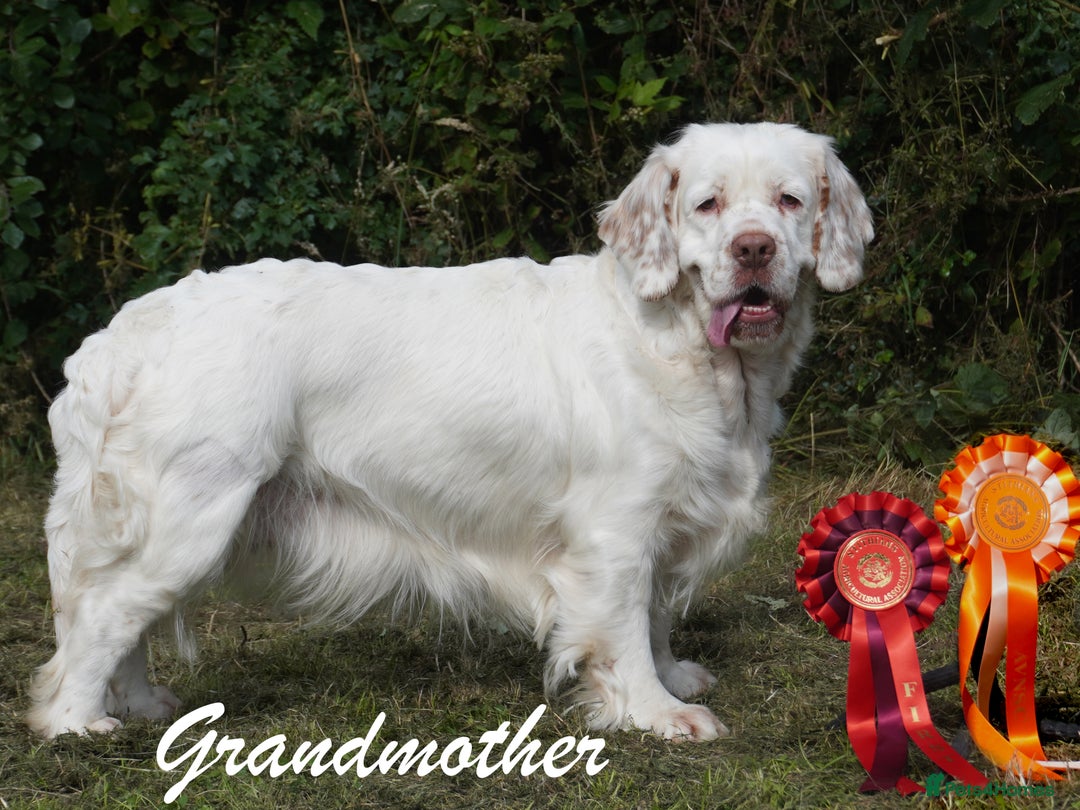 Clumber Spaniel dogs for sale: Pedigree KC Clumber Spaniel Puppies - Advert 3