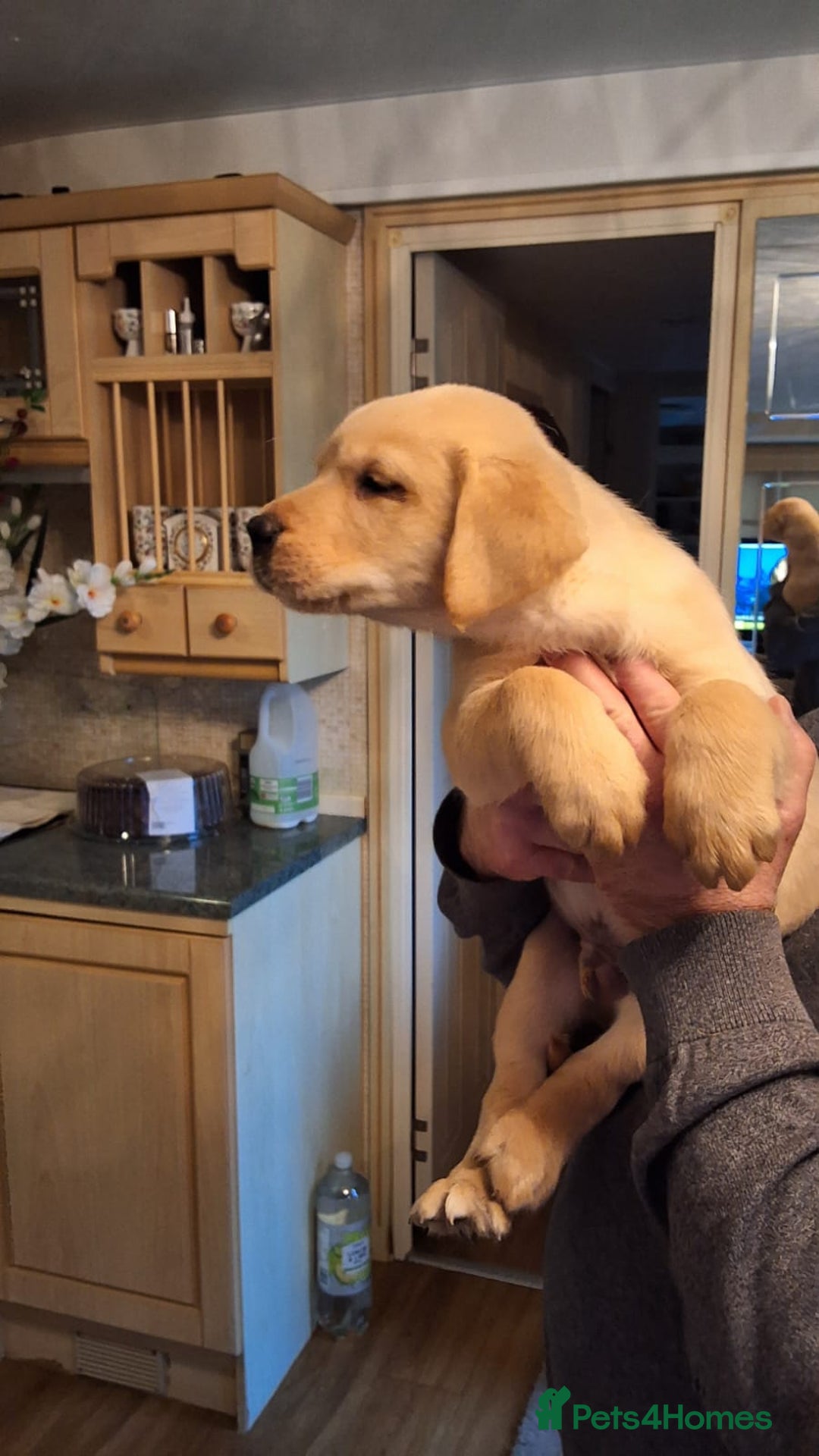 Goldador dogs for sale: Goldador puppies  - Advert 17