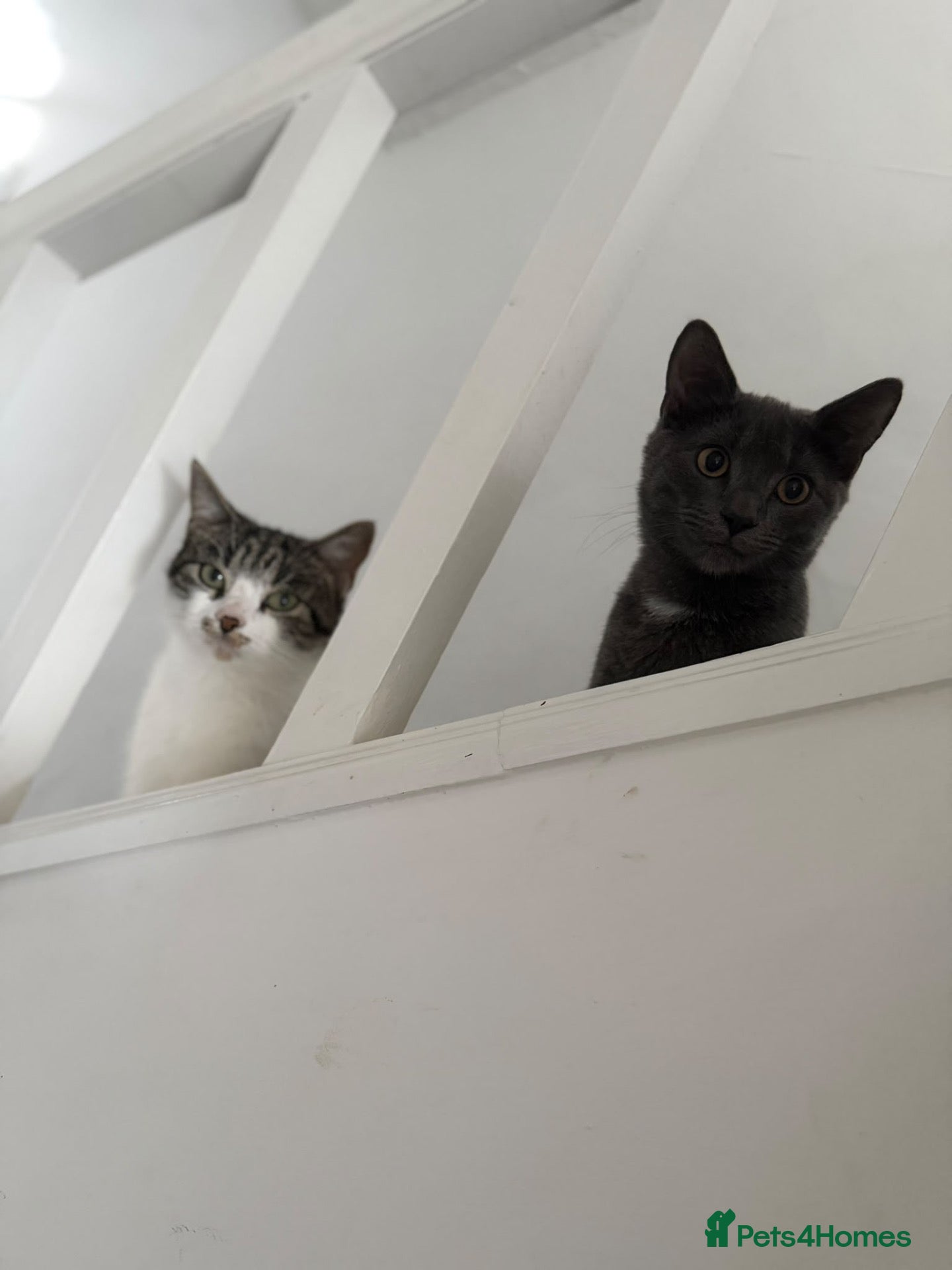 British Shorthair cats 1 kitten 2 cats for rehoming.  - Advert 18