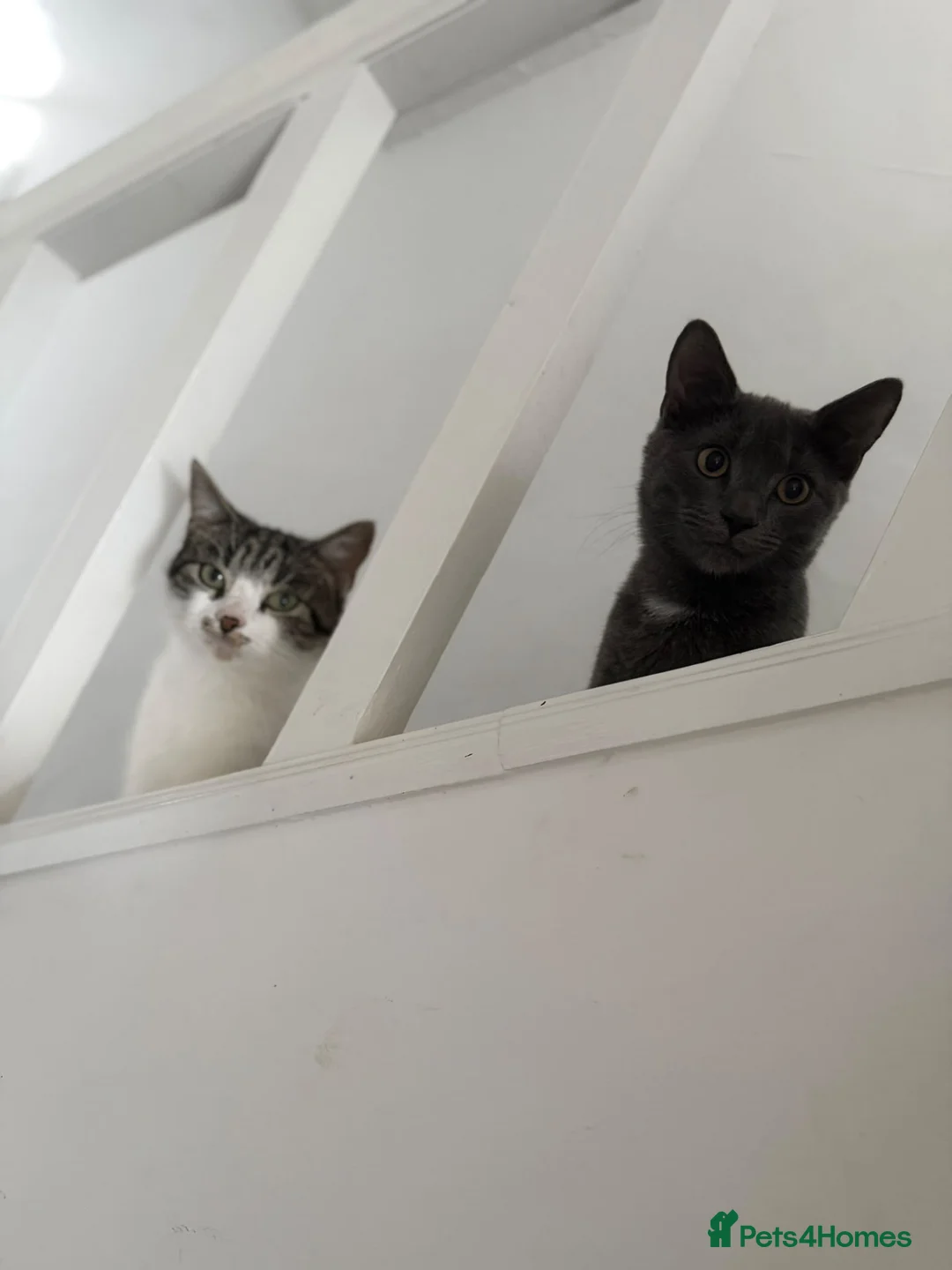 British Shorthair cats for sale: 1 kitten 2 cats for rehoming.  - Advert 1