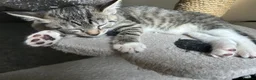 Mixed Breed cats for sale: 4 beautiful kittens, ready today, amazing mix  - Advert 19