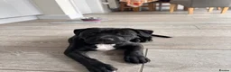 Staffordshire Bull Terrier dogs for sale: Staffordshire bull terrier puppy (Lola)  - Advert 1