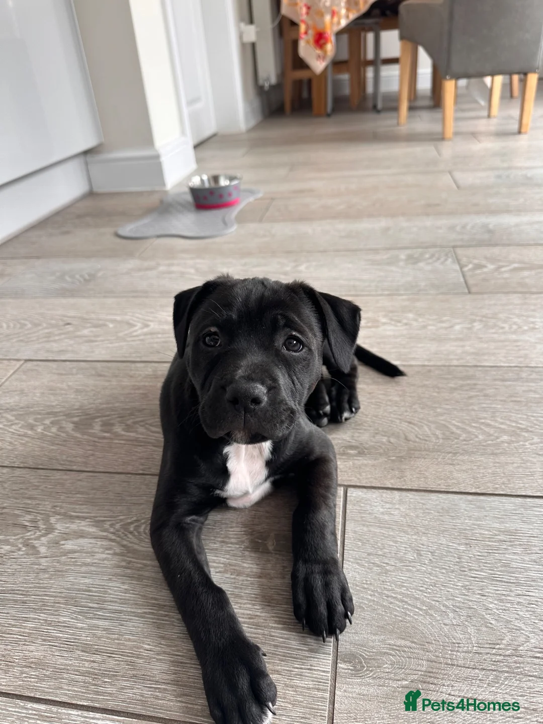 Staffordshire Bull Terrier dogs for sale: Staffordshire bull terrier puppy (Lola)  - Advert 1