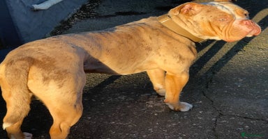 Olde English Bulldogge dogs - Advert 11