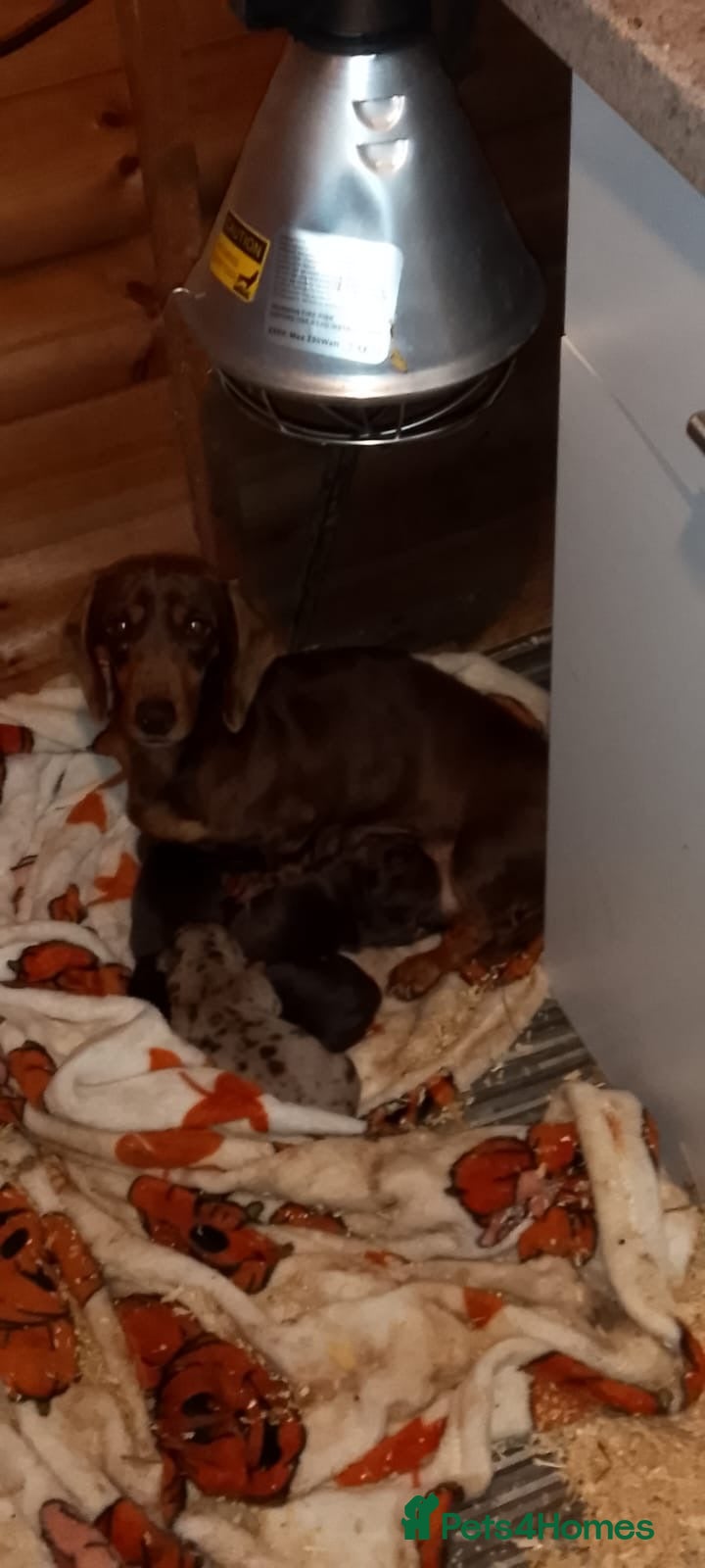 Miniature Dachshund dogs miniature dachshunds - Advert 13