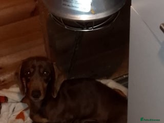 Miniature Dachshund dogs miniature dachshunds - Advert 6