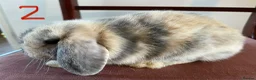 Mini Lop rabbits for sale: Beautiful Mini Lop Babies in Loughborough - Advert 17