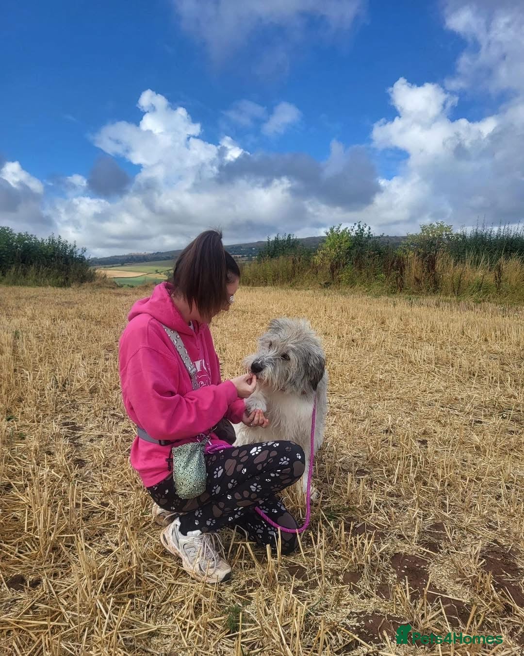 Mixed Breed dogs for adoption: 🧡 Amira - our sweet shepherd 🧡  - Advert 5