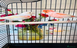 Canaries birds for sale: “Beautiful Mosaic Canary Pair + Cage +Food - Advert 3