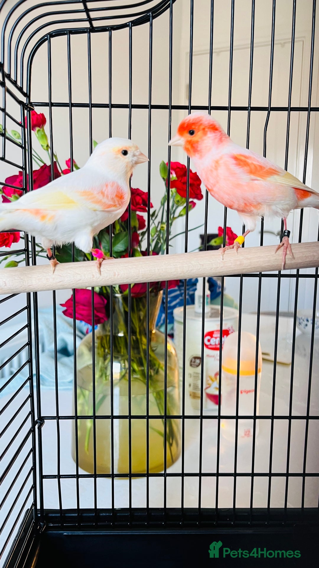 Canaries birds for sale: “Beautiful Mosaic Canary Pair + Cage +Food - Advert 3