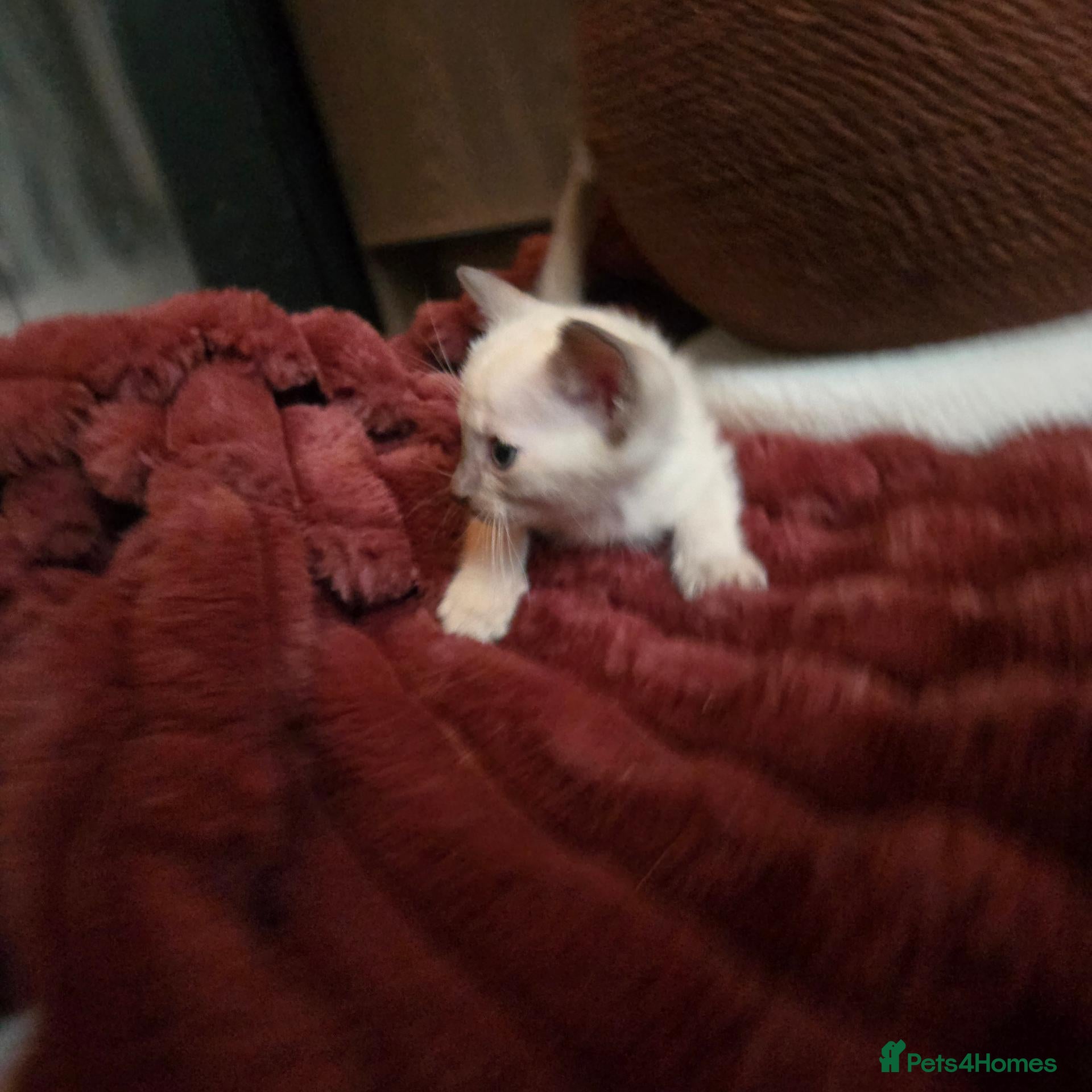 Burmese cats Chocolate Mink Boys ,registered,2x vet checked, - Advert 1