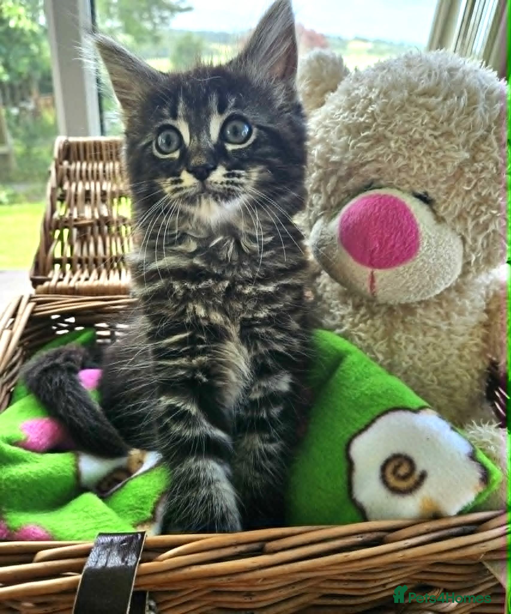 Maine Coon cats **LAST ONE FABULOUS MAINE COON KITTEN READY NOW ** - Advert 1