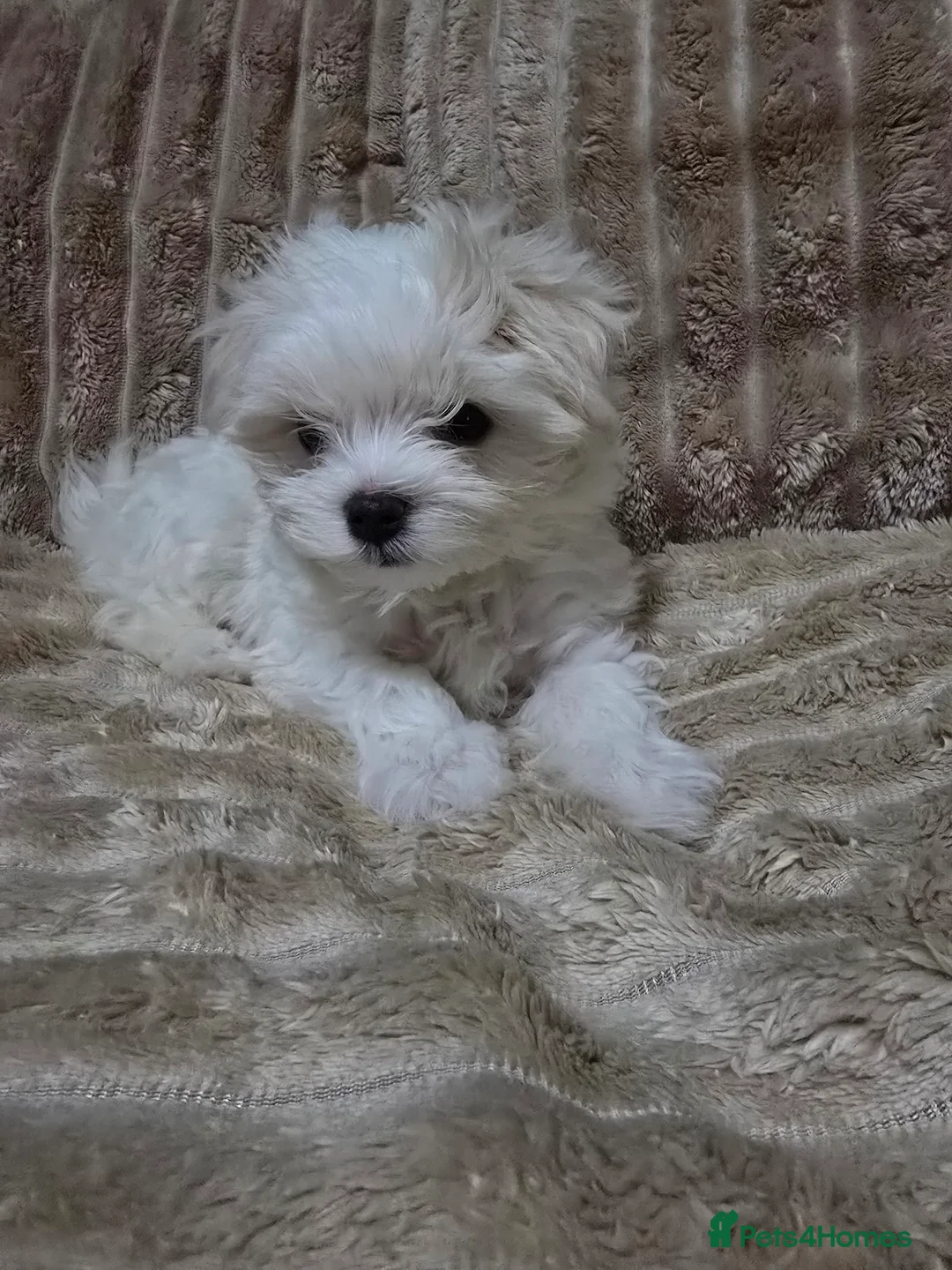 Maltese dogs for sale: Maltese puppy  boy - Advert 3