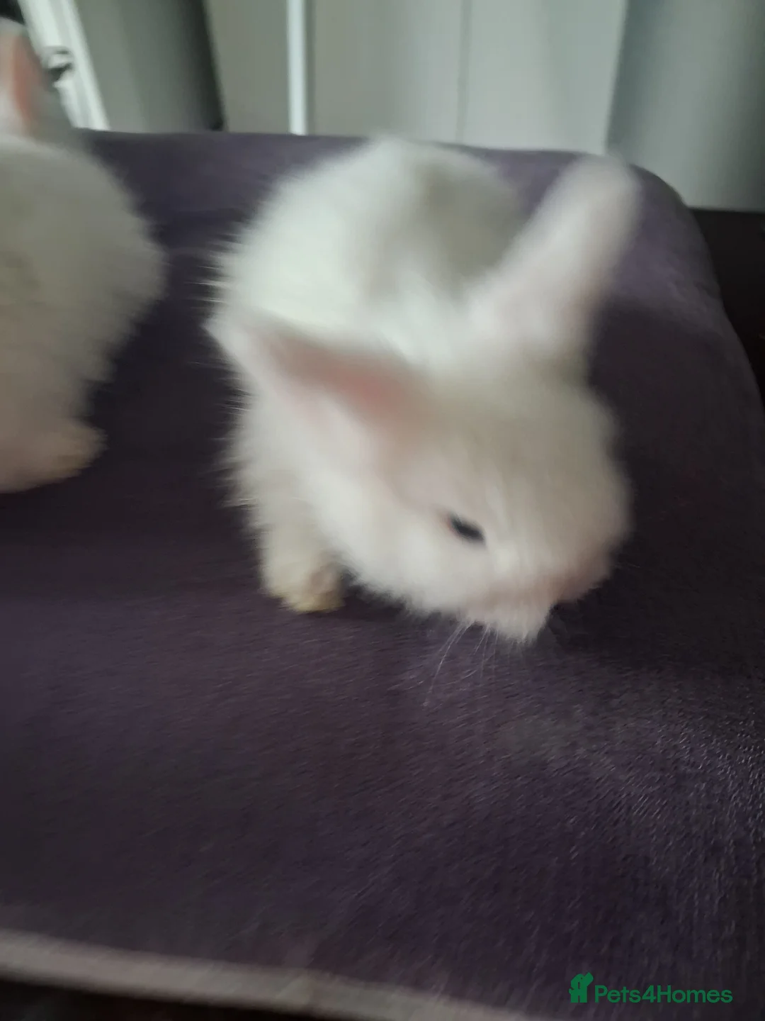 Lionhead rabbits for sale: 🐰 Beautiful Lionhead Rabbits for Sale 🐰 - Advert 13