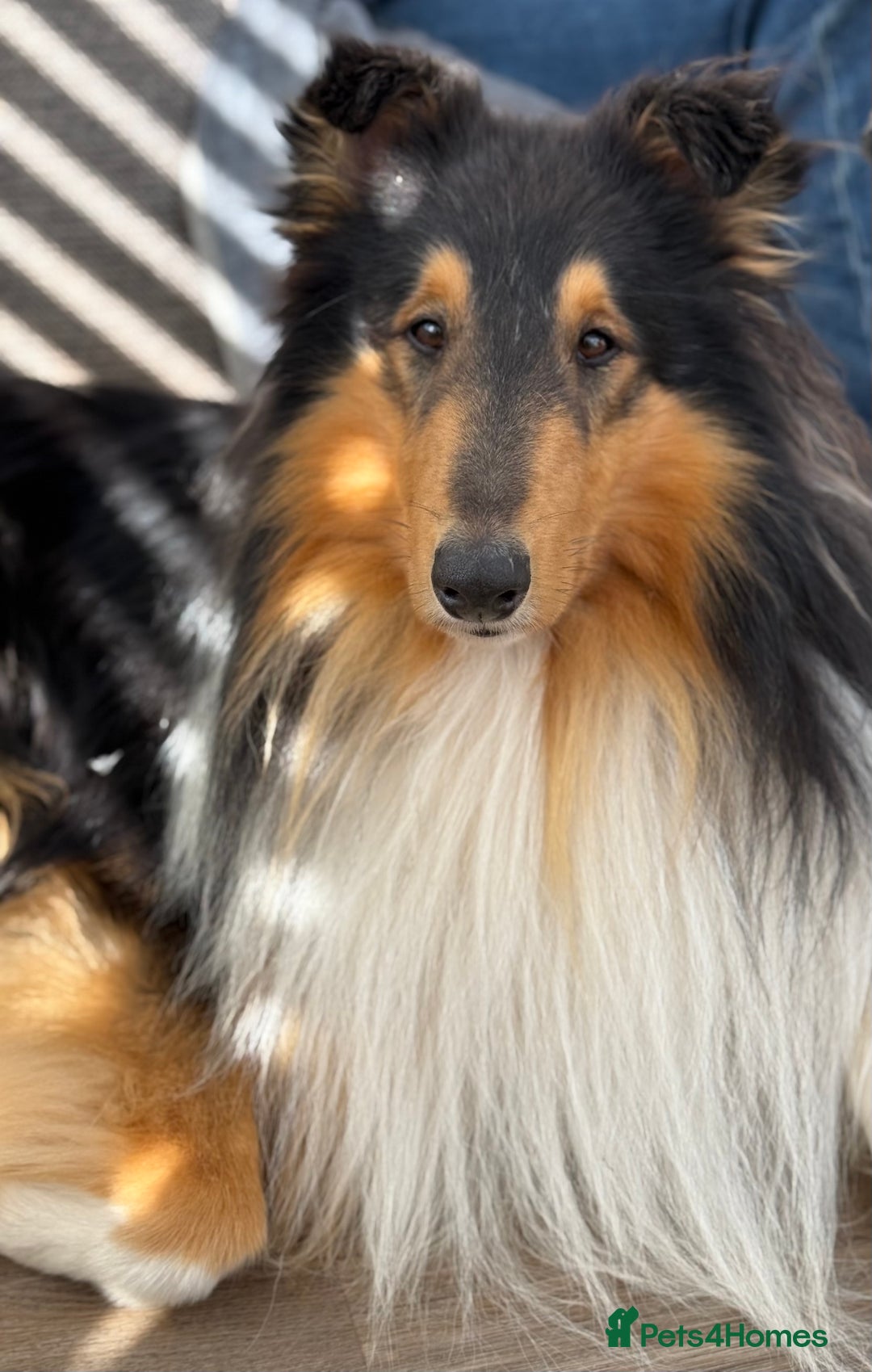 Rough Collie dogs for sale: Unaffected KC Reg Rough Collie Puppies Available  - Advert 4