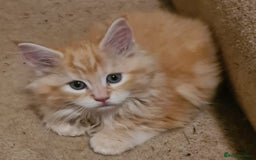 Mixed Breed cats for sale: Main Coon - Norwegian - Image 4