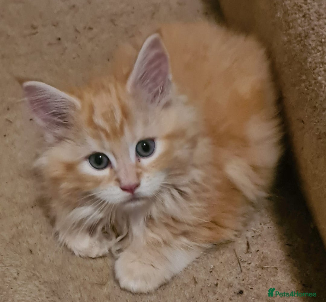 Mixed Breed cats for sale: Main Coon - Norwegian - Image 4