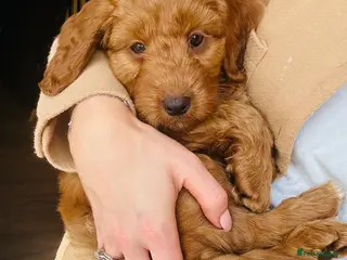 Cockapoo dogs Beautiful F1 Cockapoos *Red Girl* - Advert 1