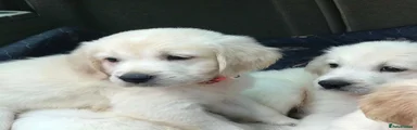 orange collar