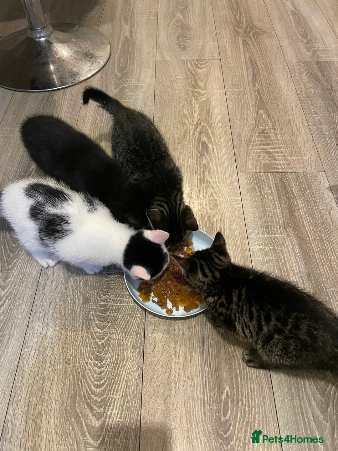 Mixed Breed cats for sale: 1 boy and 3 girls  - Advert 25