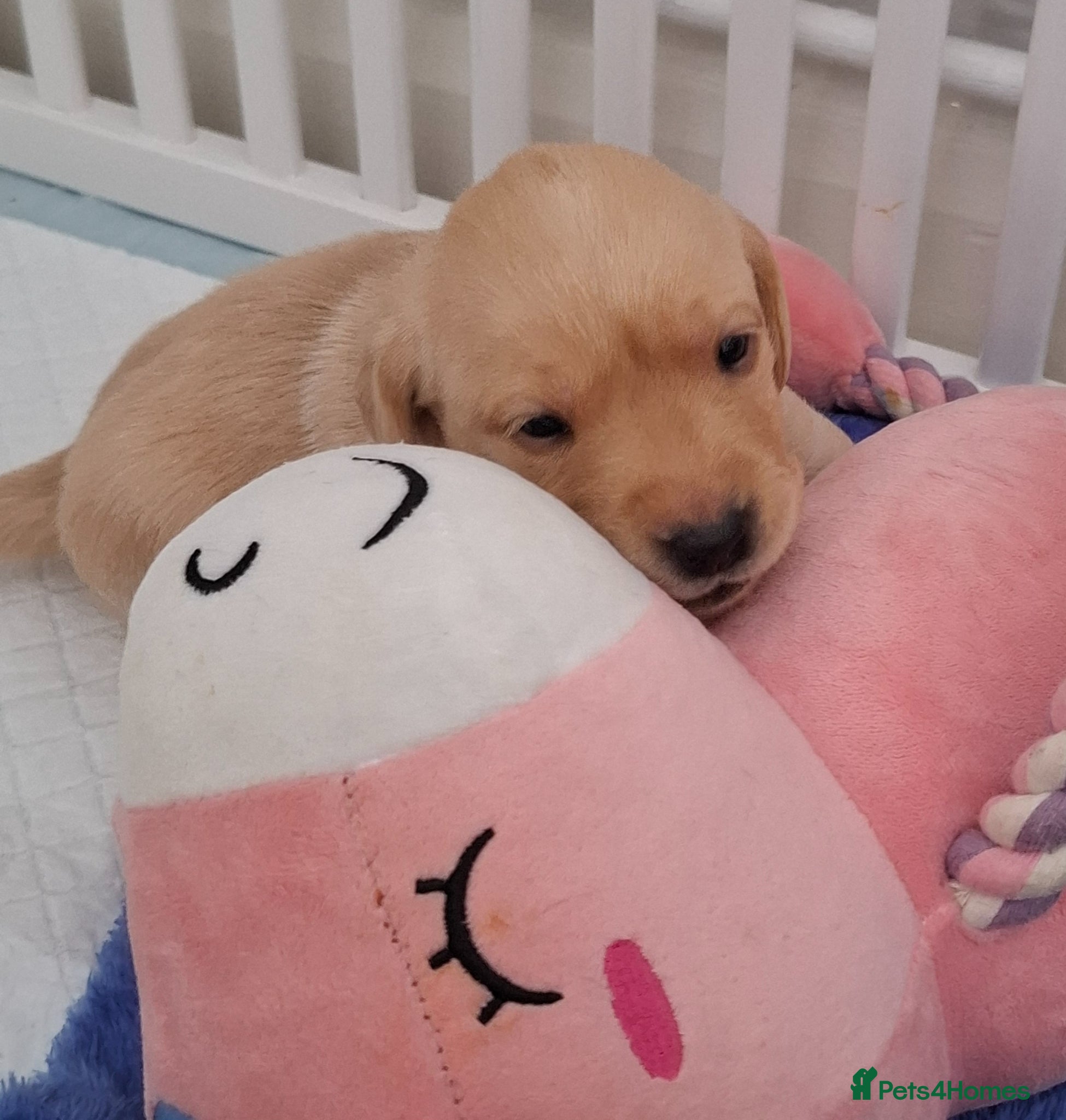 Labrador Retriever dogs **Only 1 Beautiful Boy Remaining** - Advert 2